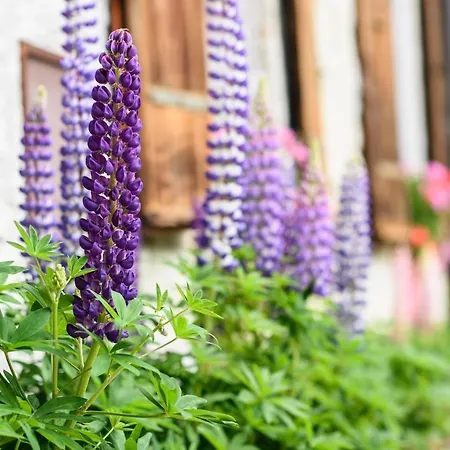 酒店 豪华酒店&科尔豪斯 阿罗拉